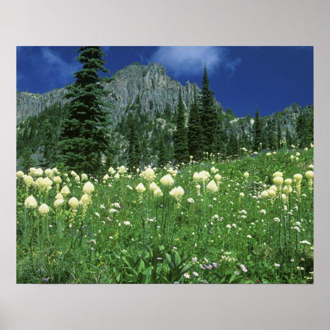 Pôster Beargrass no lago Eunice, Mt. Rainier NP, WA, (Frente)