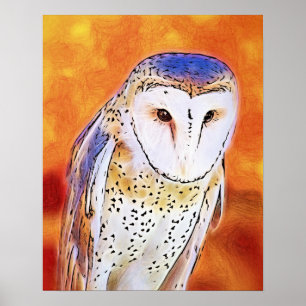 Poster Beautiful Barn Owl Bird With White Face