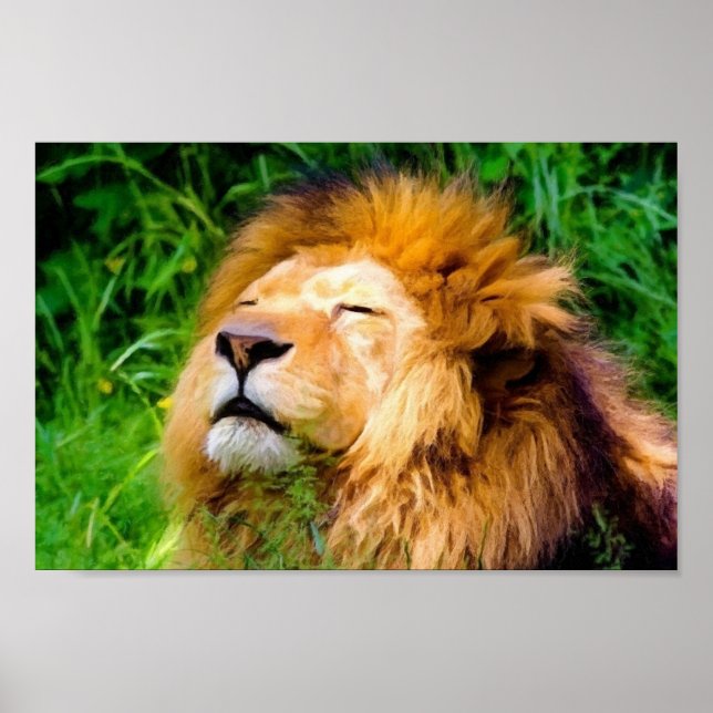 Poster Beautiful Basking Male Lion African Wildlife (Frente)