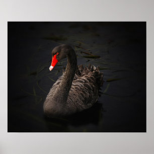 Poster Beautiful Black Swan with a Bright Red Beak