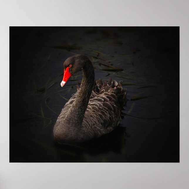 Poster Beautiful Black Swan with a Bright Red Beak (Frente)