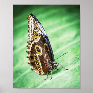 Poster Beautiful Butterfly Insects Archival Fine Art