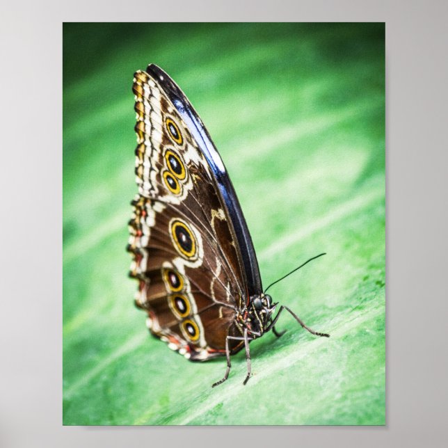 Poster Beautiful Butterfly Insects Archival Fine Art (Frente)
