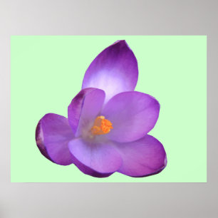 Pôster Beautiful Crocus Print