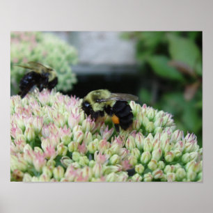 Pôster Beautiful Feeding Bee