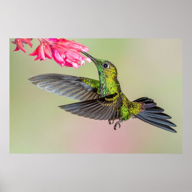 Poster Beautiful Hummingbird Flying to a Flower (Frente)