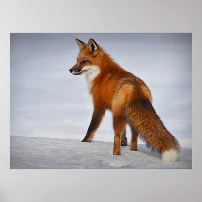 Poster Beautiful Looking Red Fox in Snow (Frente)