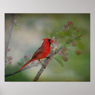 Poster Beautiful Mr. Cardinal