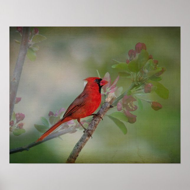 Poster Beautiful Mr. Cardinal (Frente)