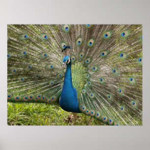 Pôster Beautiful Peacock