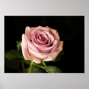 Poster beautiful pink rose