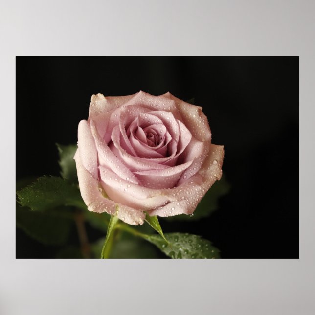 Poster beautiful pink rose (Frente)