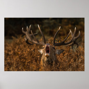 POSTER BEAUTIFUL REINDEER WILD ANIMALS