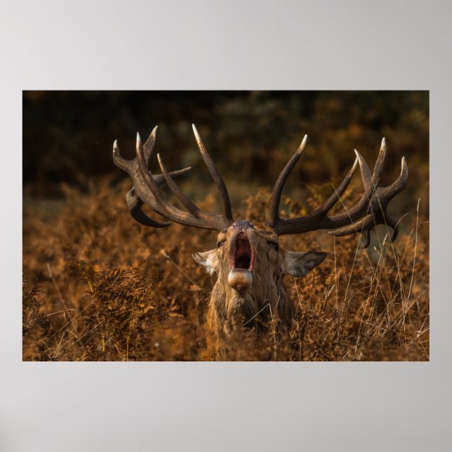 POSTER BEAUTIFUL REINDEER WILD ANIMALS (Frente)