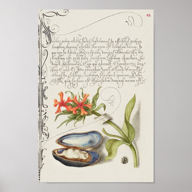 Poster Beautiful Vintage Botanical Illustration (Frente)
