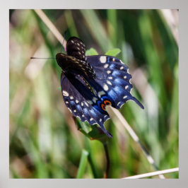 Poster Beautiful Wings