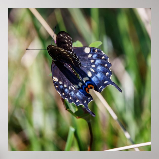 Poster Beautiful Wings (Frente)