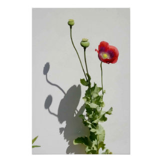 Pôster Beauty is also the Beast.