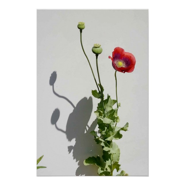 Pôster Beauty is also the Beast. (Frente)