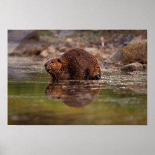 Pôster beaver, canadensis do rodízio, vai para uma