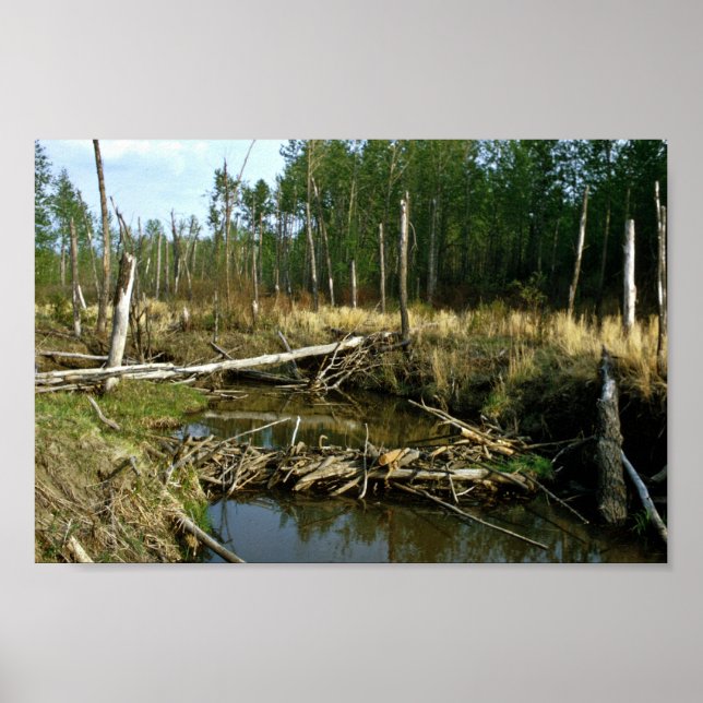 Pôster Beaver Dam (Frente)