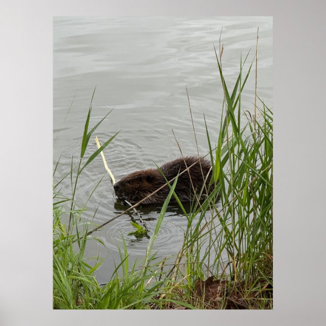 Poster Beaver Ocupado (Frente)