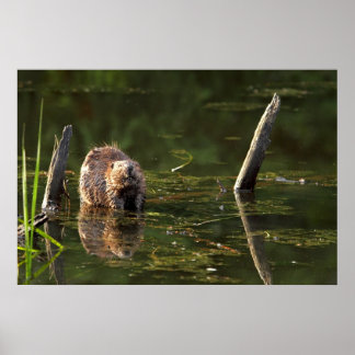 Pôster Beaver sorridente
