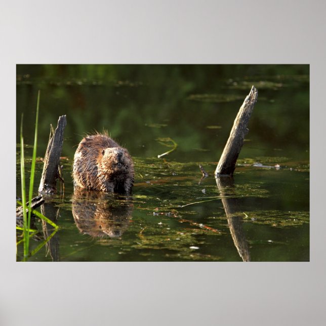 Pôster Beaver sorridente (Frente)