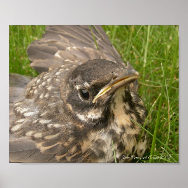 Poster Bebê (Frente)