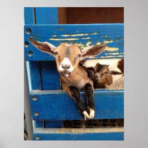 Poster Bebê