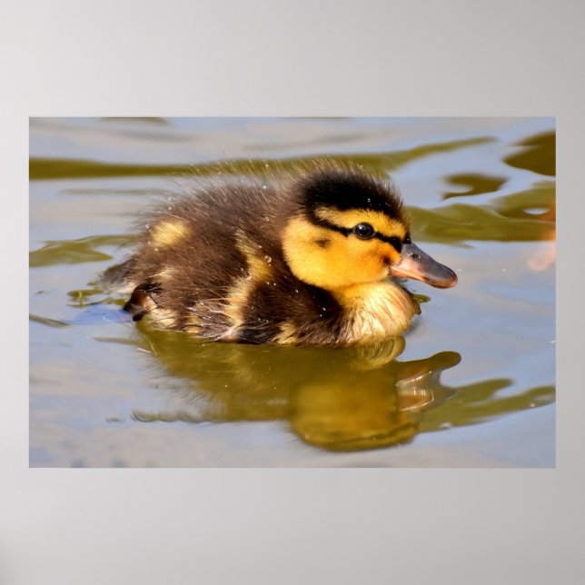 Poster Bebê Adorável Duckling no Pond (Frente)