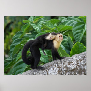 Pôster Bebê adulto do carregando do macaco do Capuchin e
