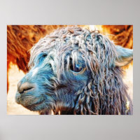 Bebê Alpaca em azul