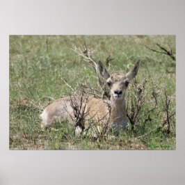 Pôster Bebê Antilope A7 Cabeça Erguida