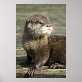 Poster Bebê bonito