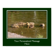 Bebê Canadá Goslings Crie o seu