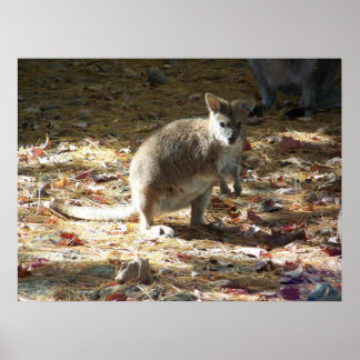 Poster bebê canguru