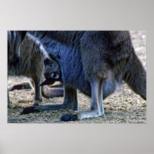 Poster Bebê canguru na bolsa da mãe - Austrália