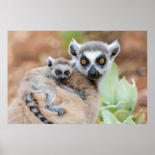 Poster Bebê de Lemur de Altura Ring nas costas da mãe