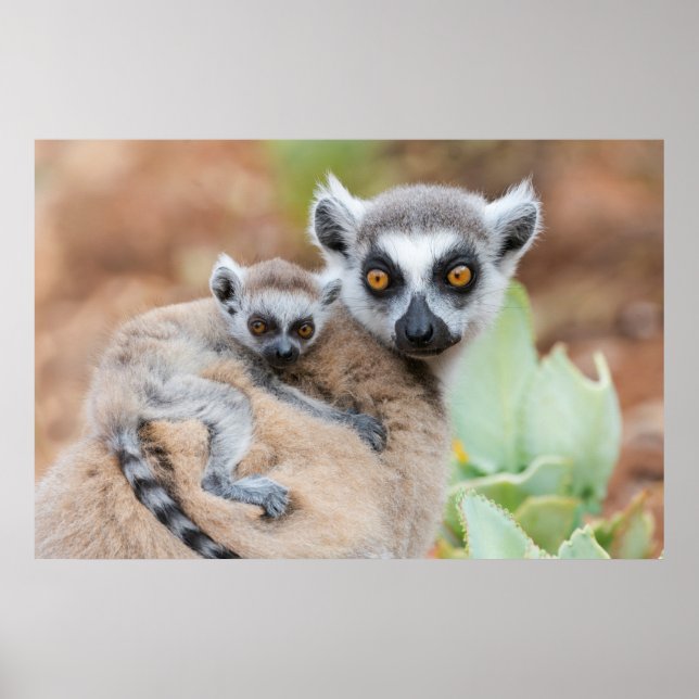 Poster Bebê de lêmure de cauda anelada nas costas da mãe (Frente)