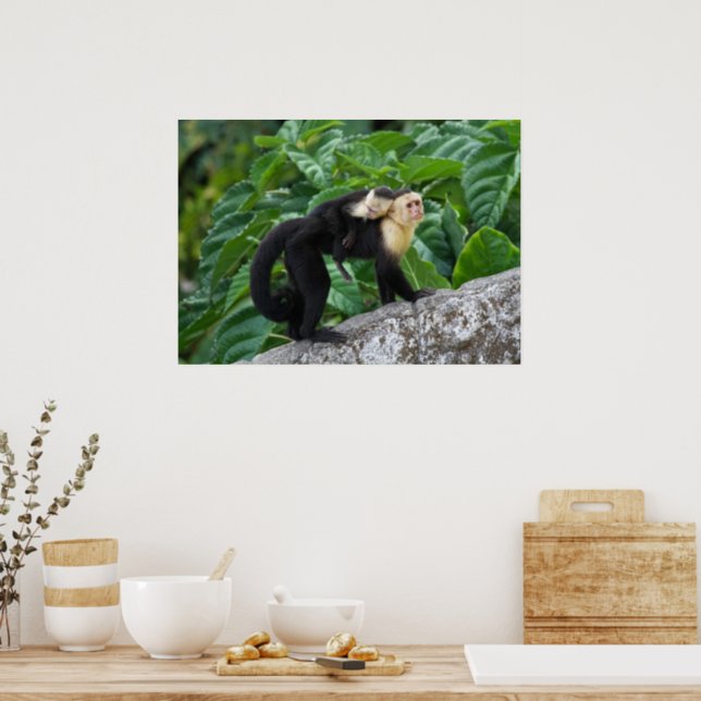 Capuccina Poster de macaco branco