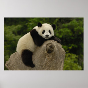 Pôster bebê de panda gigante