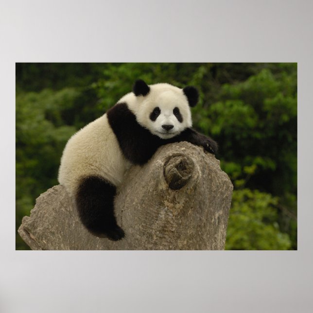 Pôster bebê de panda gigante (Frente)