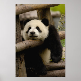 Pôster Bebê de panda-gigante Ailuropoda melanoleuca)