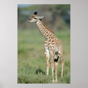 Pôster Bebê do girafa de Massai