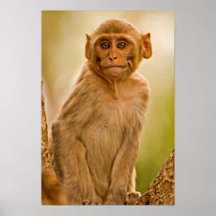 Pôster Bebê do Macaque do Rhesus (Macaca Mulatta)   em