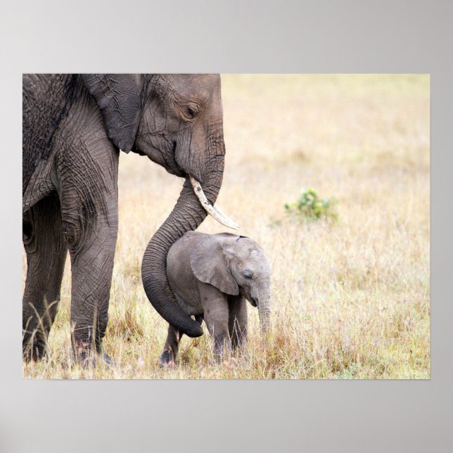 Poster Bebê elefante com foto de amor materno (Frente)
