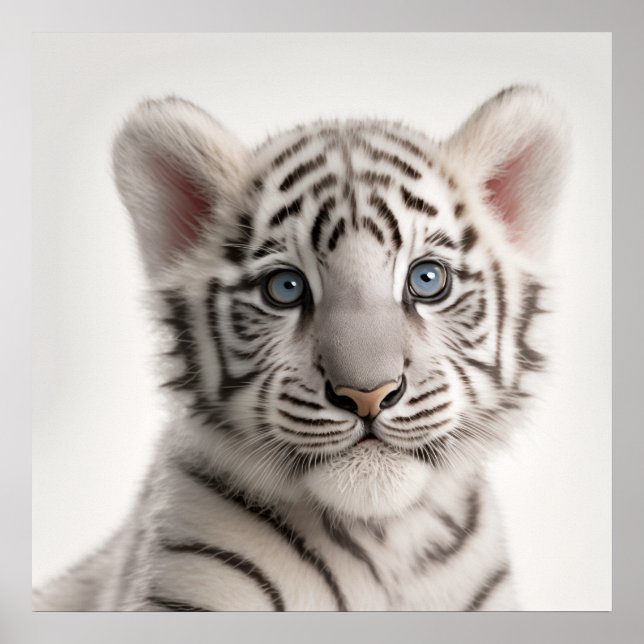 Poster Bebê Fofo de Tigre Branco Siberiano |  1:1 (Frente)