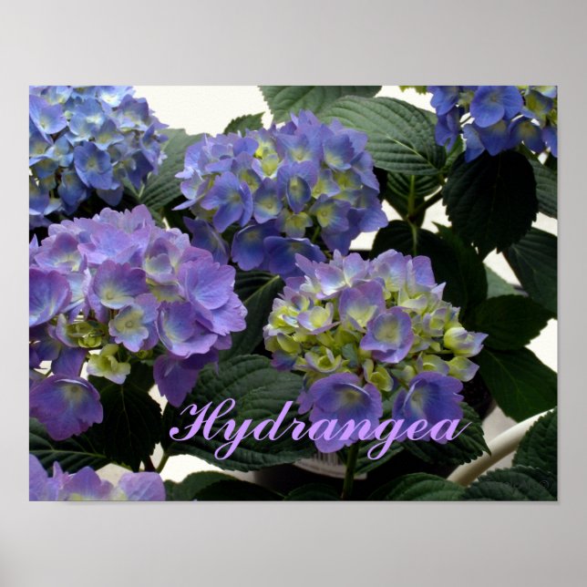 Poster Bebê francês Blue Hydrangeas (Frente)