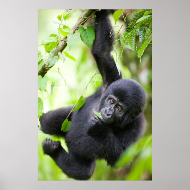 Poster Bebê Gorila da Montanha Brincando na Floresta Trop (Frente)